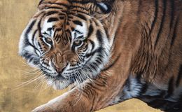 Peinture, Le retour de l'Alpha (Tigre), Christophe Drochon