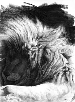 Zeichnungen, Etude de Lion endormi, Christophe Drochon