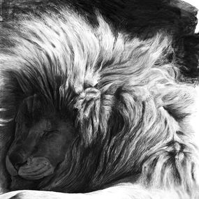 Zeichnungen, Etude de Lion endormi, Christophe Drochon