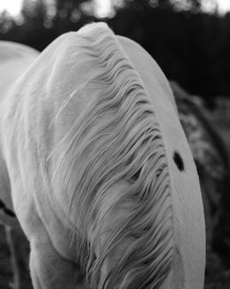 Photographie, Regal (S), Beau Simmons
