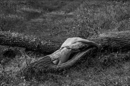 Fotografien, La lune n'a rien à craindre des loups #21, VAM / Jean-Pierre Gilson