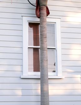 Fotografien, Weatherboards and Palms, Jason Pocklington