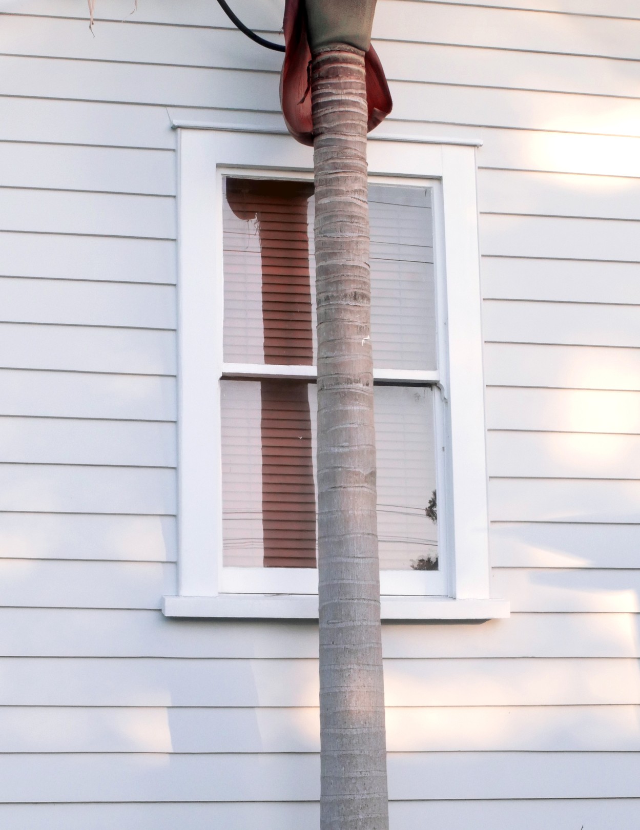 Jason Pocklington, Weatherboards and Palms Jason Pocklington, Weatherboards and Palms