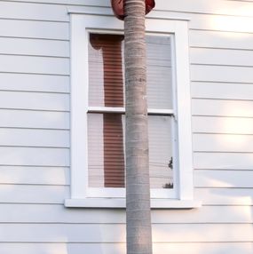 Photographie, Weatherboards and Palms, Jason Pocklington