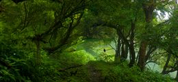 Photography, Greengate, Wataru Furuta