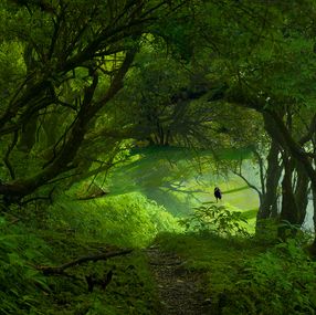 Photography, Greengate, Wataru Furuta