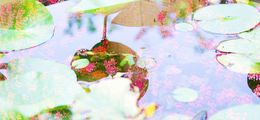 Photographie, Silentwater, Wataru Furuta