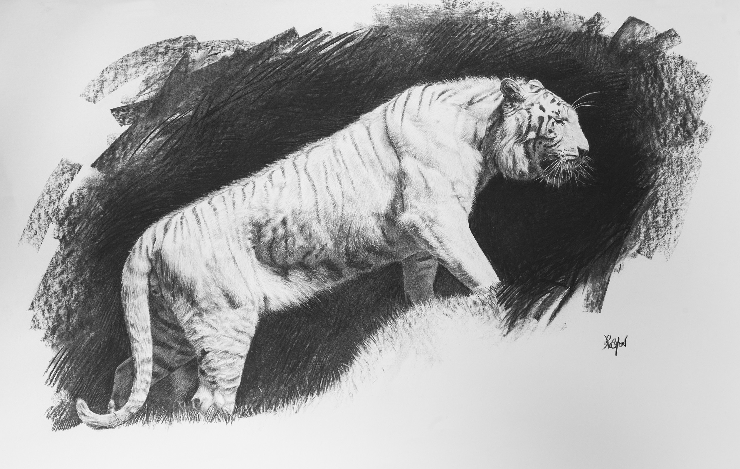 Christophe Drochon, Etude de Tigre blanc Christophe Drochon, Etude de Tigre blanc