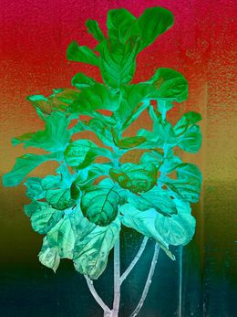 Photography, Indoor fig plant, Sumit Mehndiratta
