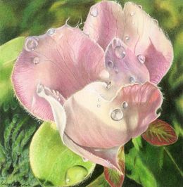 Gemälde, Quince Blossom, Lucy Cobern