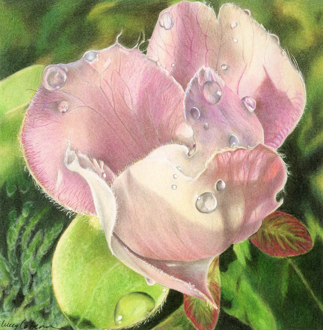 Lucy Cobern, Quince Blossom Lucy Cobern, Quince Blossom