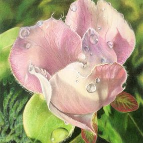 Gemälde, Quince Blossom, Lucy Cobern