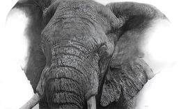Zeichnungen, Eléphant, François Gruson