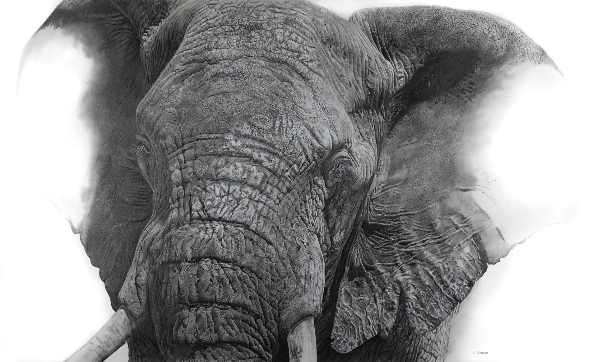 François Gruson, Eléphant François Gruson, Eléphant