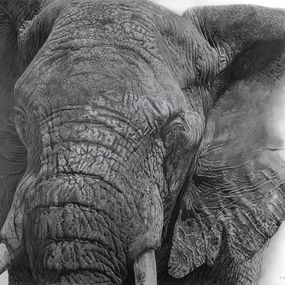 Fine Art Drawings, Eléphant, François Gruson