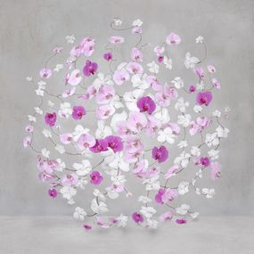Photography, Infinite Amaranth (S), Isabelle van Zeijl
