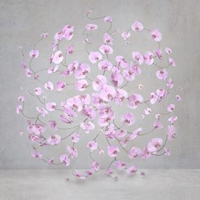 Photography, Infinite Pink (S), Isabelle van Zeijl