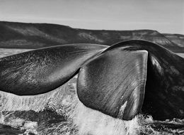 Fotografien, Iceberg, The Castle, Antarctica (M), Sebastião Salgado