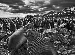 Fotografien, Iceberg, The Castle, Antarctica (L), Sebastião Salgado
