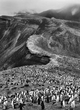 Fotografien, Chinstrap Penguins Colony, Antarctica (L), Sebastião Salgado