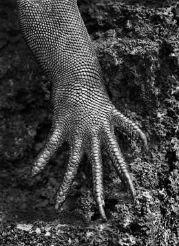 Fotografien, Marine Iguana, Galapagos (M), Sebastião Salgado