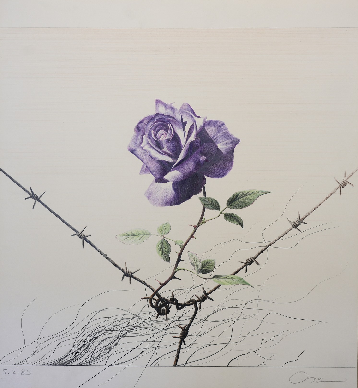 Osse Müller, Purple Rose - Thorns and Thorns Osse Müller, Purple Rose - Thorns and Thorns