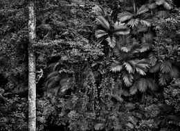 Fotografien, Climbing Tree, Mentawai, Indonesia (M), Sebastião Salgado