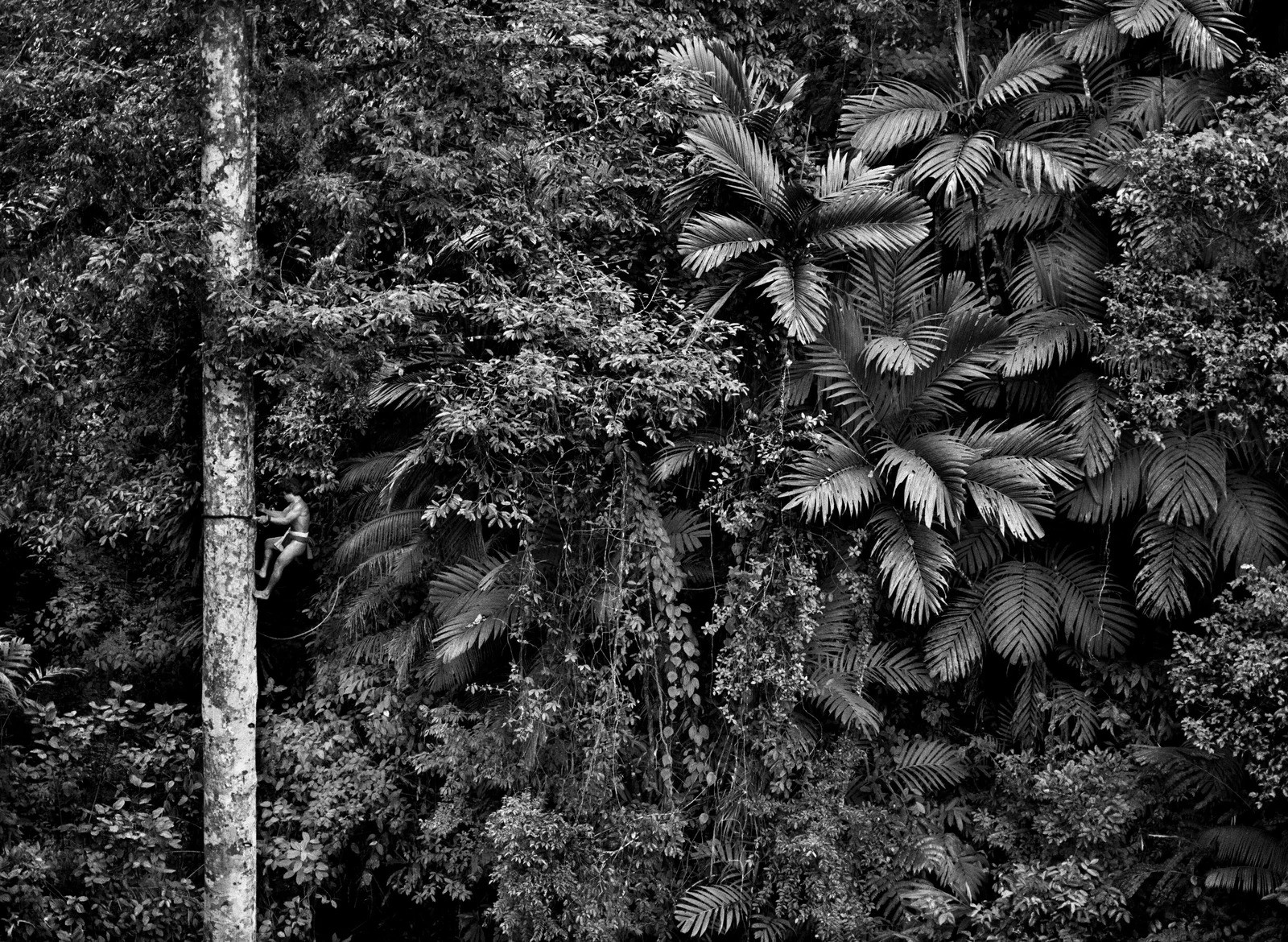 Sebastião Salgado, Climbing Tree, Mentawai, Indonesia (L) Sebastião Salgado, Climbing Tree, Mentawai, Indonesia (L)