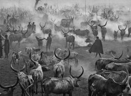 Fotografien, Dinka Cattle Camp,(Cover AFRICA) (L), Sebastião Salgado