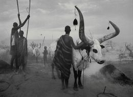 Fotografien, Dinka Cattle Camp,(Cover Africa) (XL), Sebastião Salgado