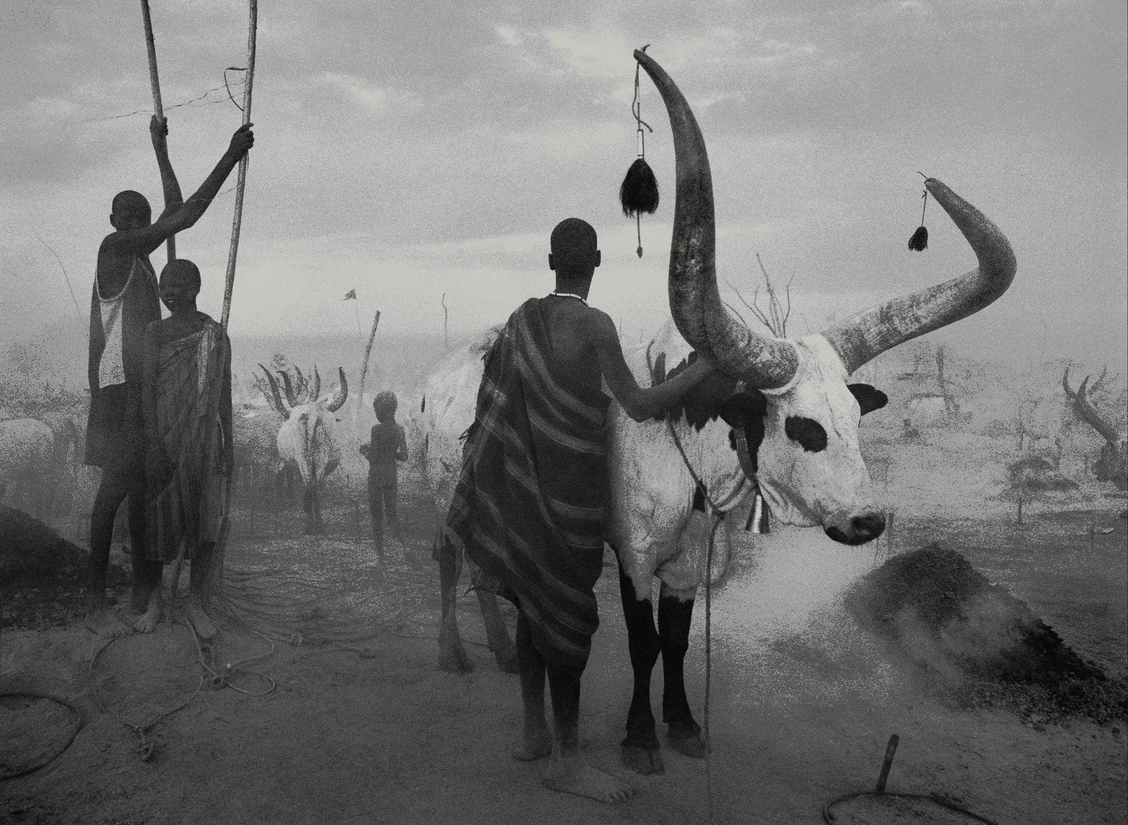 Sebastião Salgado, Dinka Cattle Camp,(Cover Africa) (XL) Sebastião Salgado, Dinka Cattle Camp,(Cover Africa) (XL)