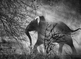 Fotografien, Elephant (against light), Zambia (XL), Sebastião Salgado