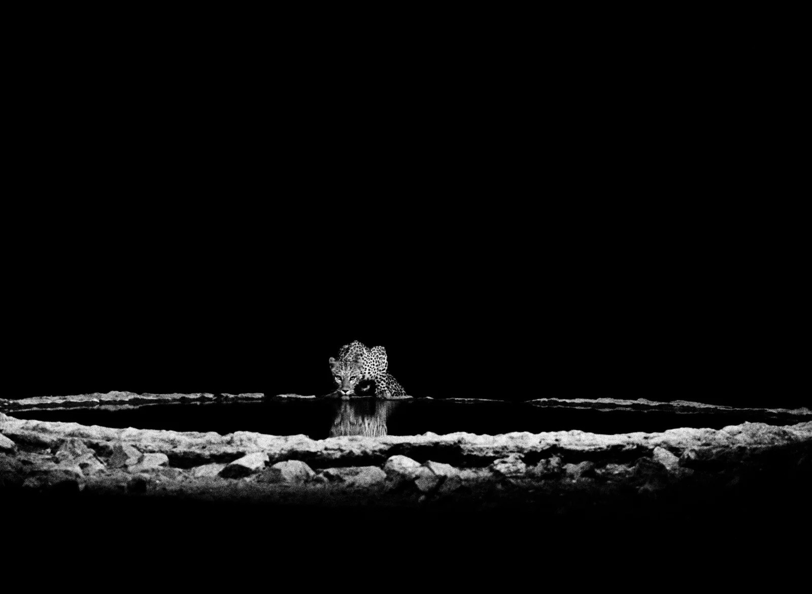 Sebastião Salgado, Leopard in the Barab River Valley, Namibia (M) Sebastião Salgado, Leopard in the Barab River Valley, Namibia (M)