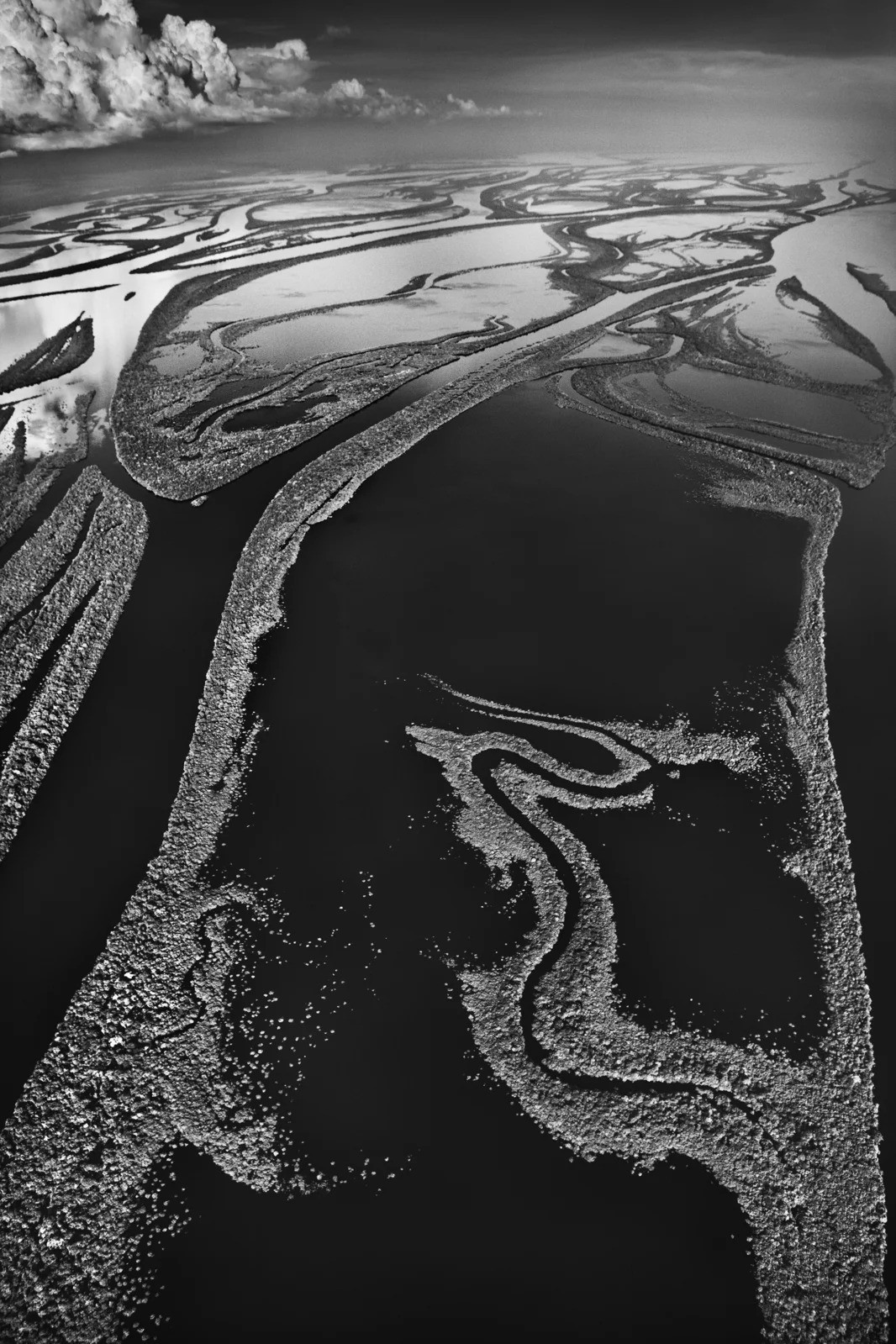 Sebastião Salgado, Anavilhanas National Park, State of Amazonas, Brazil (L) Sebastião Salgado, Anavilhanas National Park, State of Amazonas, Brazil (L)