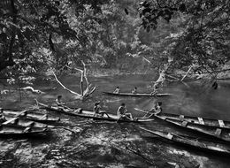 Fotografien, Fishing with Timbó, in the Jukihi Stream, Suruwahá Indigenous Territory, State of Amazonas, Brazil (S), Sebastião Salgado