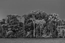 Fotografien, Anavilhanas Archipelago, Anavilhanas National Park, Lower Rio Negro, State of Amazonas, Brazil (XL), Sebastião Salgado