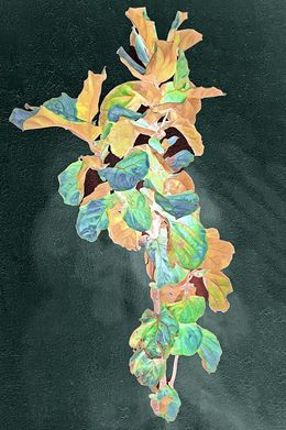 Photography, Floating fig plant, Sumit Mehndiratta