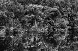 Fotografien, Jauari Palm Trees, Jaú River, Jaú National Park, State of Amazonas, Brazil (L), Sebastião Salgado