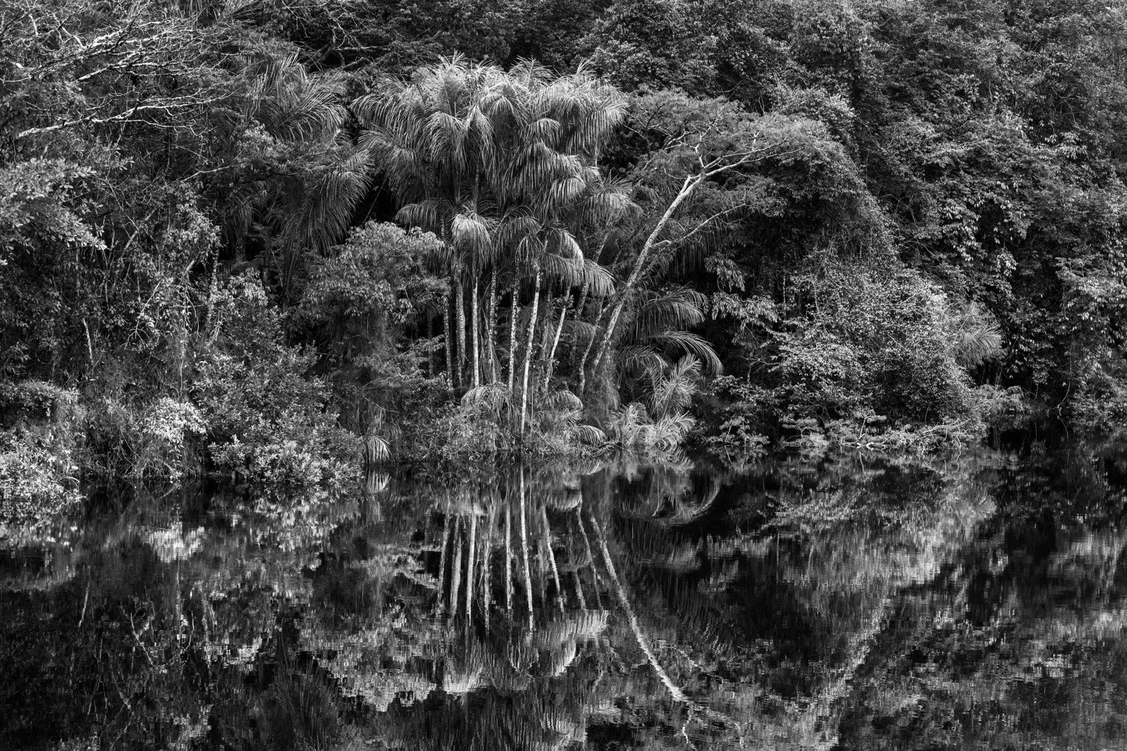 Sebastião Salgado, Jauari Palm Trees, Jaú River, Jaú National Park, State of Amazonas, Brazil (L) Sebastião Salgado, Jauari Palm Trees, Jaú River, Jaú National Park, State of Amazonas, Brazil (L)