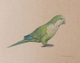 Painting, Parakeet, Pablo Viracocha