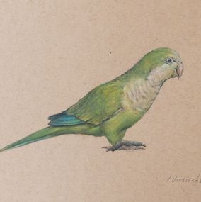 Gemälde, Parakeet, Pablo Viracocha