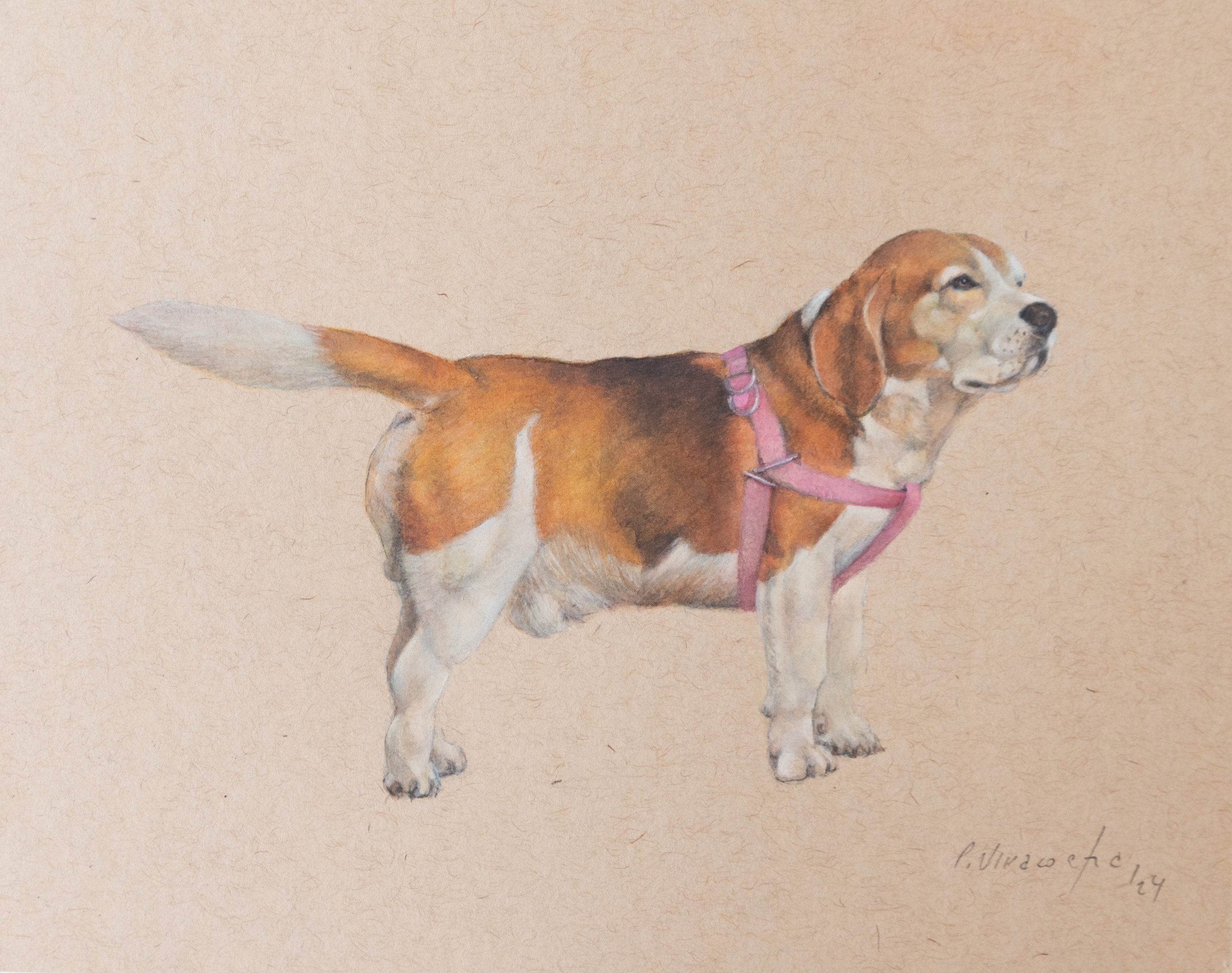 Pablo Viracocha, Beagle Pablo Viracocha, Beagle