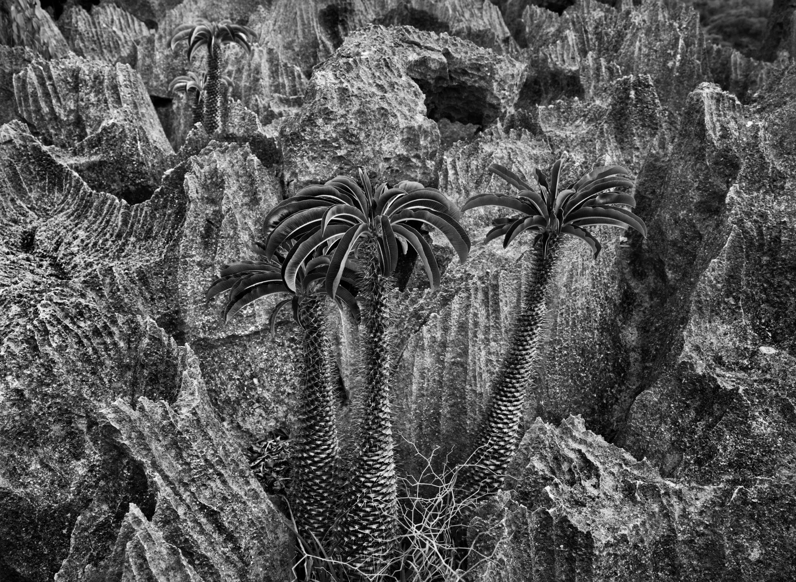 Sebastião Salgado, Tsingy National Park, Bemaraha, Madagascar (S) Sebastião Salgado, Tsingy National Park, Bemaraha, Madagascar (S)