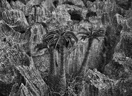 Fotografien, Tsingy National Park, Bemaraha, Madagascar (L), Sebastião Salgado