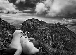 Fotografien, Willis Islands, South Georgia (XL), Sebastião Salgado