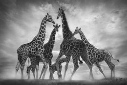 Photography, Dance of Giraffes, Bjorn Persson