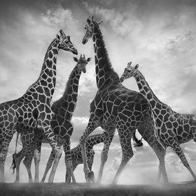 Photography, Dance of Giraffes, Bjorn Persson
