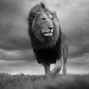 Photography, His Royal Highness, Bjorn Persson