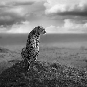 Photography, Guardian, Bjorn Persson