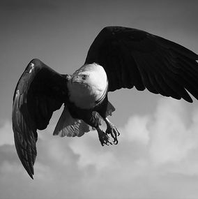 Photographie, Eagle Flight, Bjorn Persson